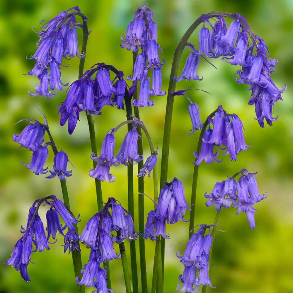 5 x English Bluebells Bulbs - Bluebells in The Green - Cultivated and Freshly Lifted for Optimal Growth Ideal for Immediate Planting Now UK - Hyacinthoides Non Scripta - Complimentary Free UK P&P