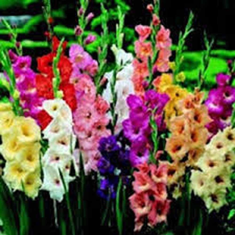 Gladiolus, Bulb (Five Pack) Pastel Mixed, Mixed Perennial Gladiolus Bulbs, Flowers, Country Creek Acres Brand