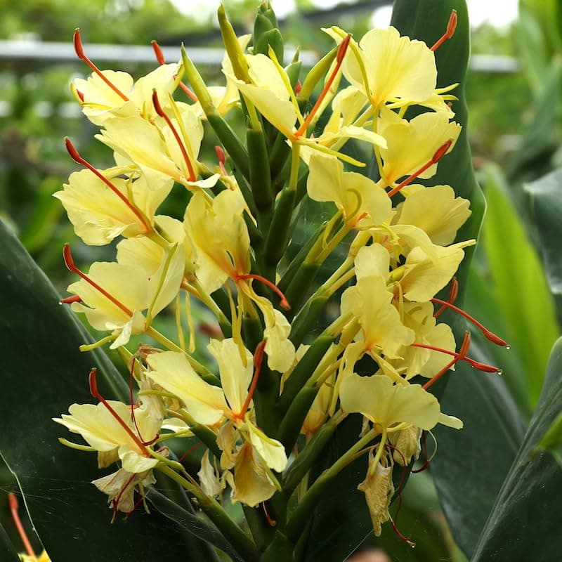 Mphmi Seedless Plant Flower Plants Sontakka Plant -Yellow Garland Lily