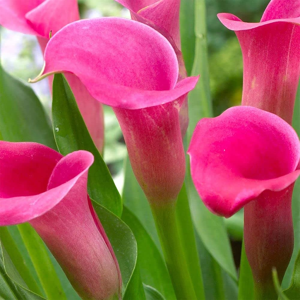 Zantedeschia Calla Lily Flower Bulbs 100% Imported Rare Variety For All Season Home Gardening Planting (Pack Of 1 ) Pink Colour