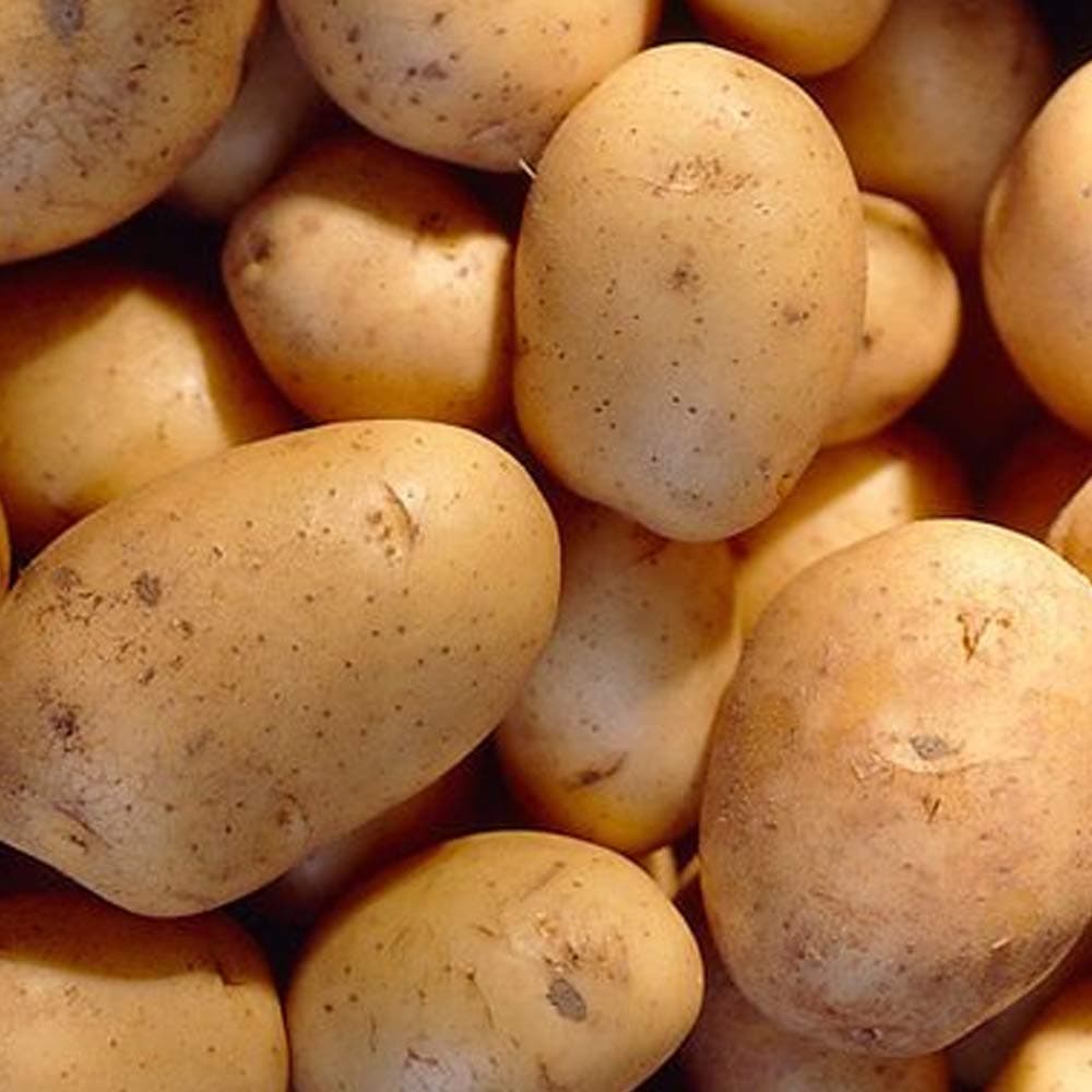 10 Pcs Seed Potatoes Charlotte- High Yields- Best for Salads- RHS Award Recipient- for Your Beautiful Garden