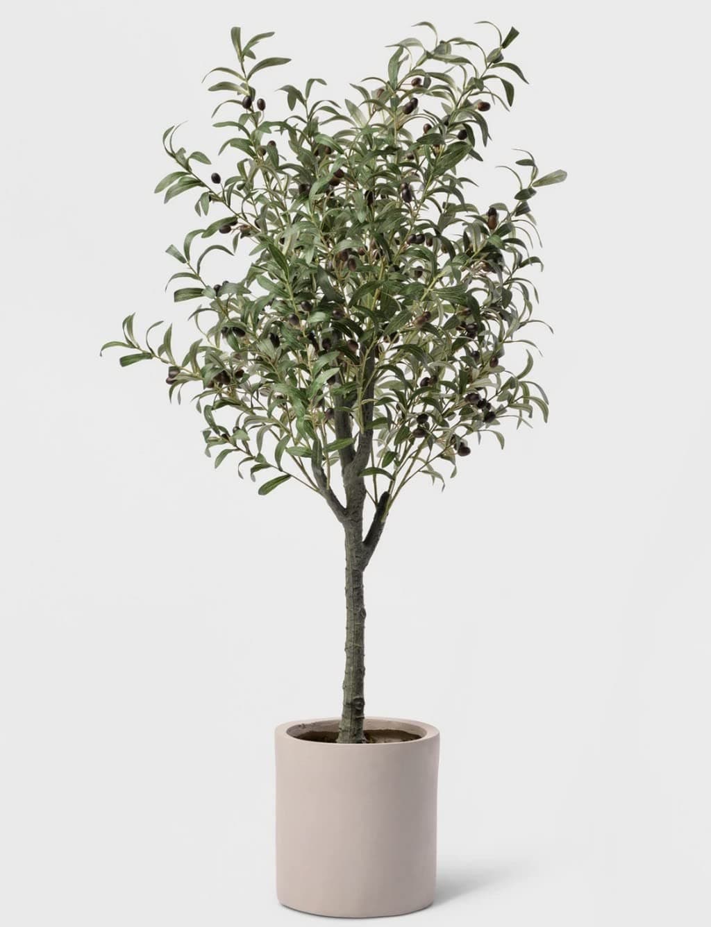 Creative Farmer Rare Exotic Arabic Olive ' Tree Live Plant (1 Healthy Plant) Fruit Seedling (Healthy, (PLANT-395-OLIVE|563|499@)