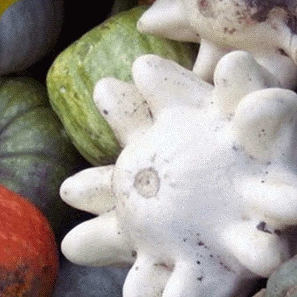 25 Ten Commandments Gourd Seeds