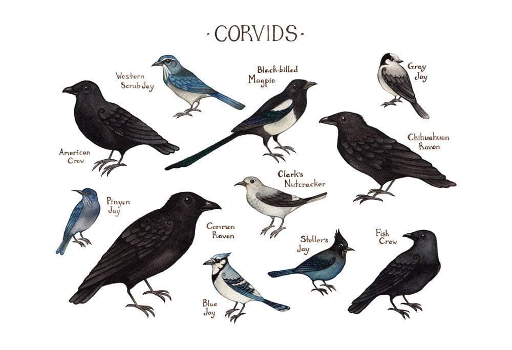 Corvids, the Crows and Jays of North America Field Guide Art Print