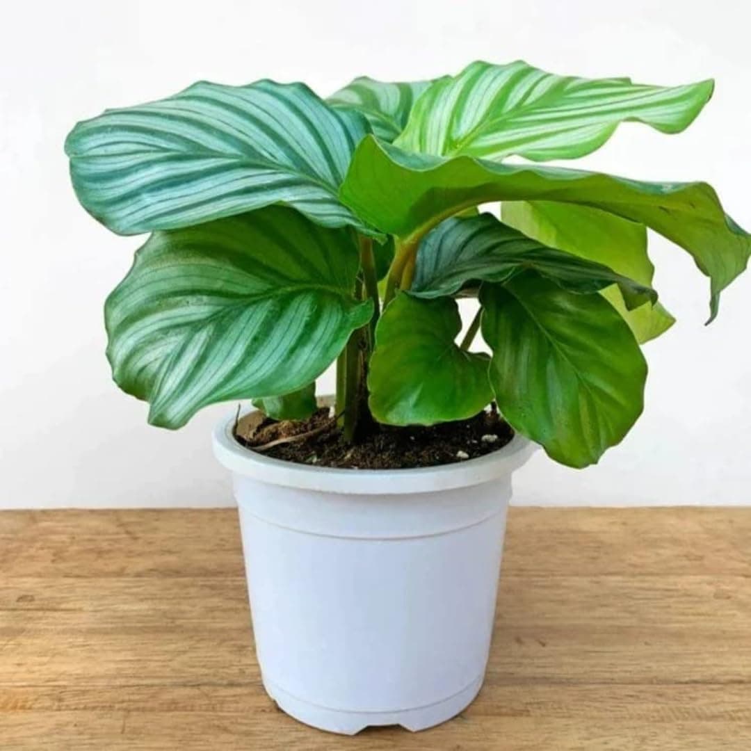 Calathea Orbifolia Live plant natural Prayer Indoor Plant in Pot