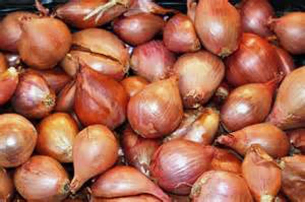 Shallots, Yellow Dutch, 1/2 Pound, Freshly Harvested, Small and Tasty, Great for cooking with a succulent flavor, a gourmet delight.The amount of shallots depends on size & weight shallot