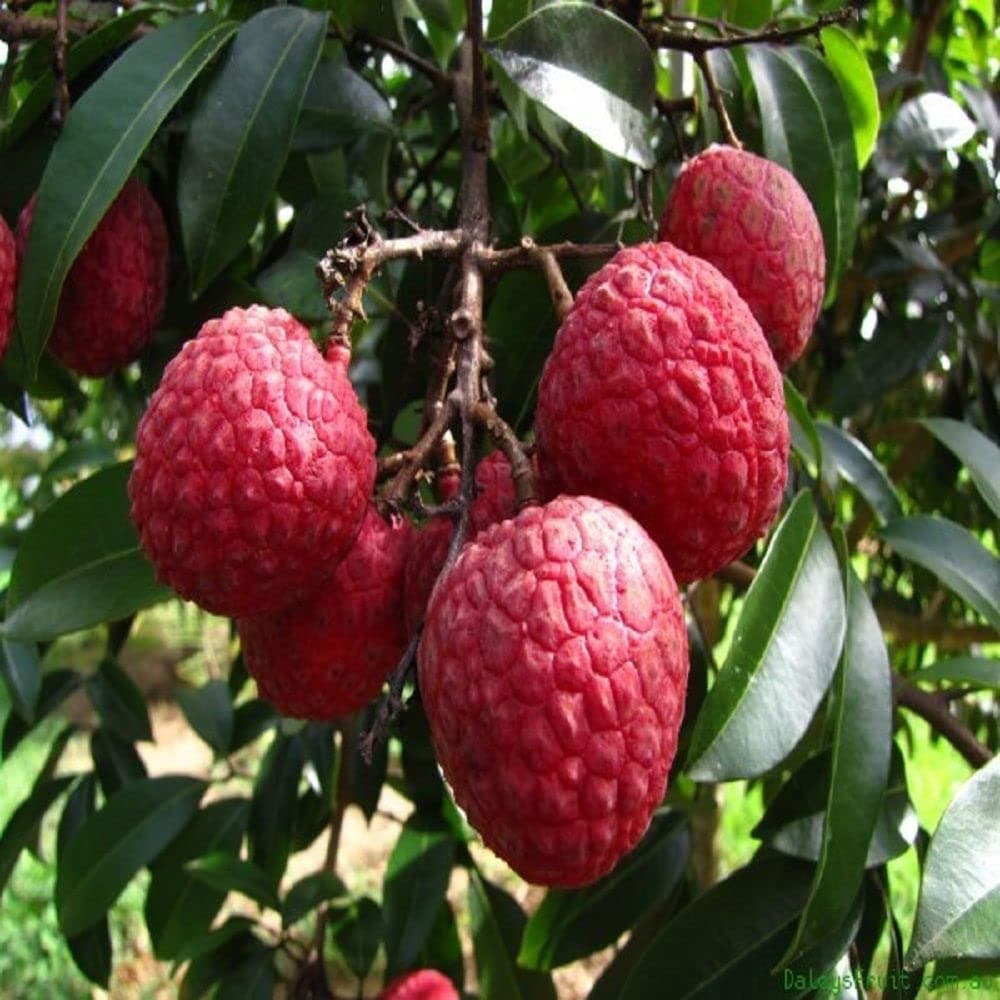 HAPING Litchi Bombai Variety Lychee Fruit (Air layered/Grafted) Live Plants & Tree(1-1.5 Ft Size)