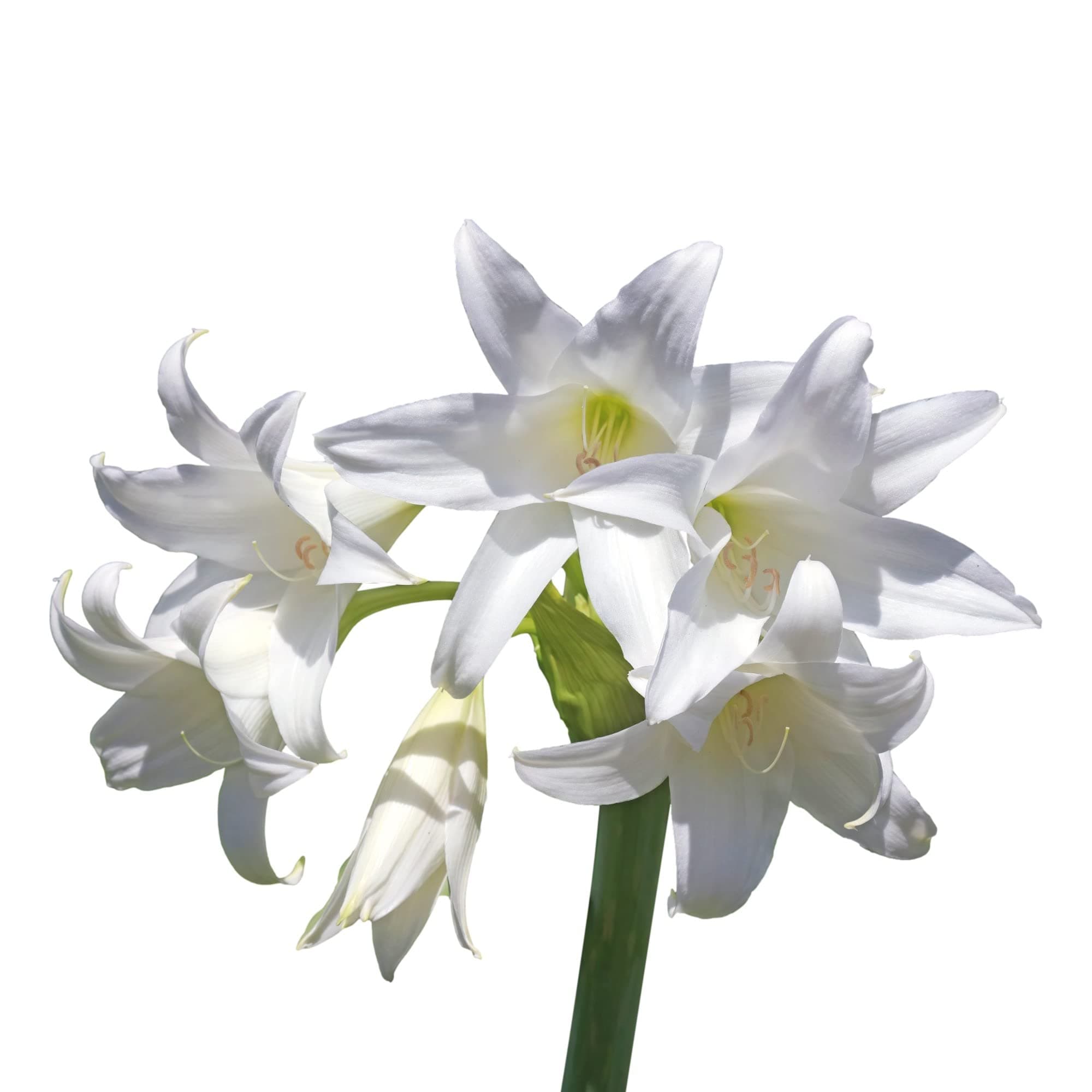 Easy to Grow Amaryllis Belladonna Lily Plant Bulbs (3 Pack) - Fragrant White Flowering Blooms in Late Summer to Fall Gardens