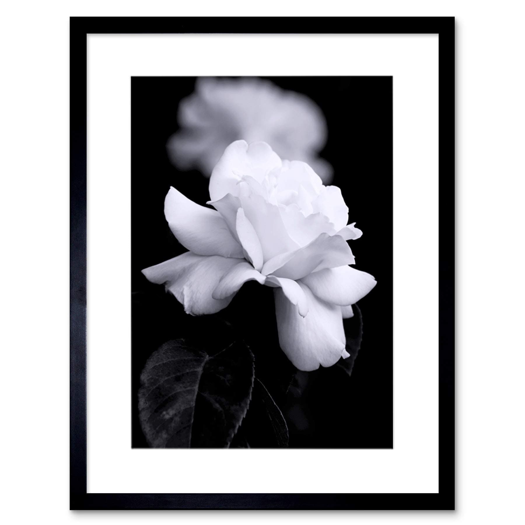 PHOTO NATURE BLACK WHITE ROSE PETAL FLOWER FRAMED PRINT F12X4204