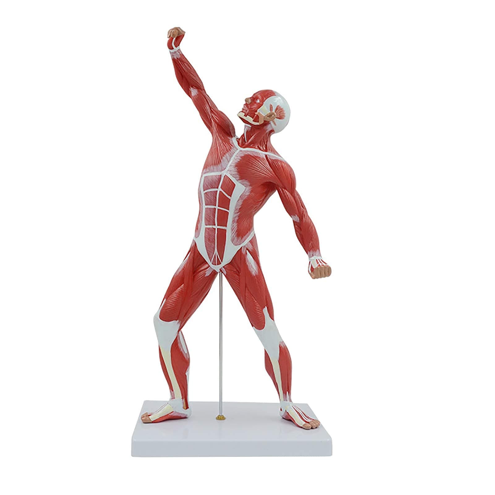Model of muscle system miniature of the whole body of the human body, help the teaching of the muscular anatomy of 50 cm, model of muscle man art sketch sculpture