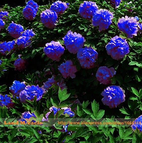Rare Chinese Dark Blue Peony Flower Plant Seedling Seeds, 5Seeds/Pack, Strong Fragrant Beautiful Bush Flower for Balcony Garden