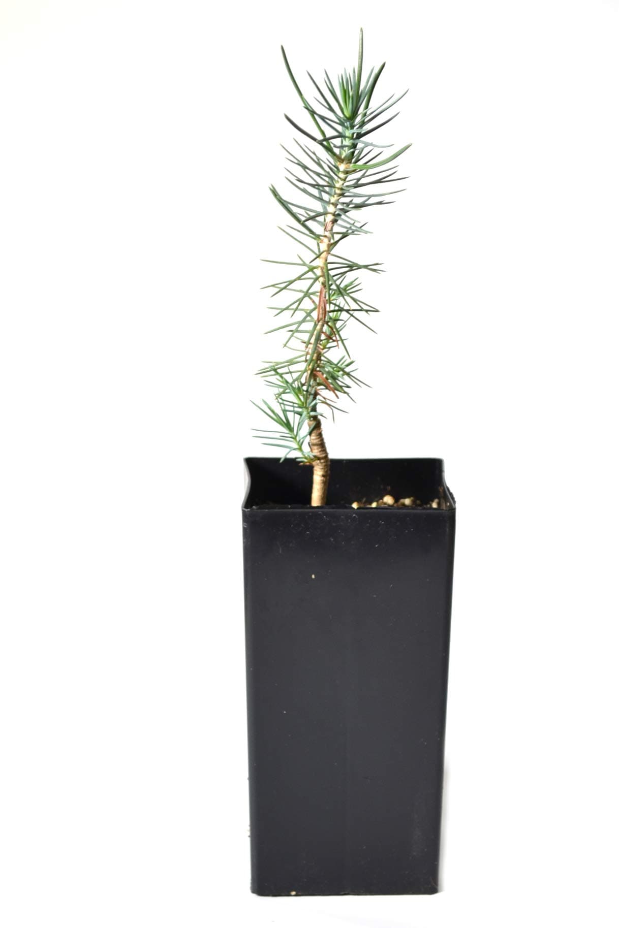 Potted Pinyon Pine Tree - Pinus Edulis - 4 to 9+ Inches