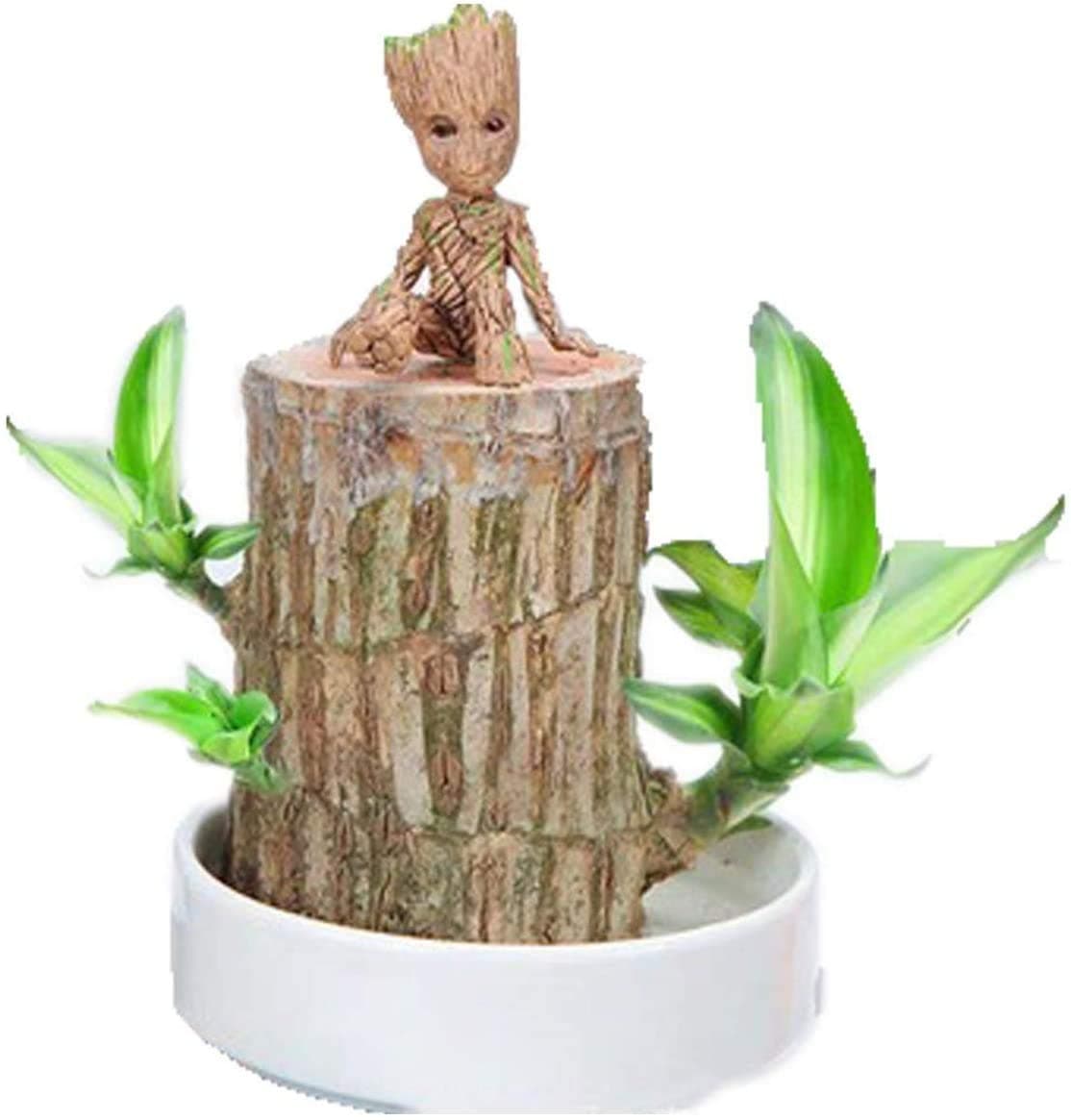 Brazilian Wood Potted Plants Clean Air Lucky Wood Groot Plant Pot Hydroponic Plants Hydroponic Tree Stump Desktop Plants 7-8cm in diameter (log) (Diameter 7-8 cm Brazilian wood + Groot, With basin)