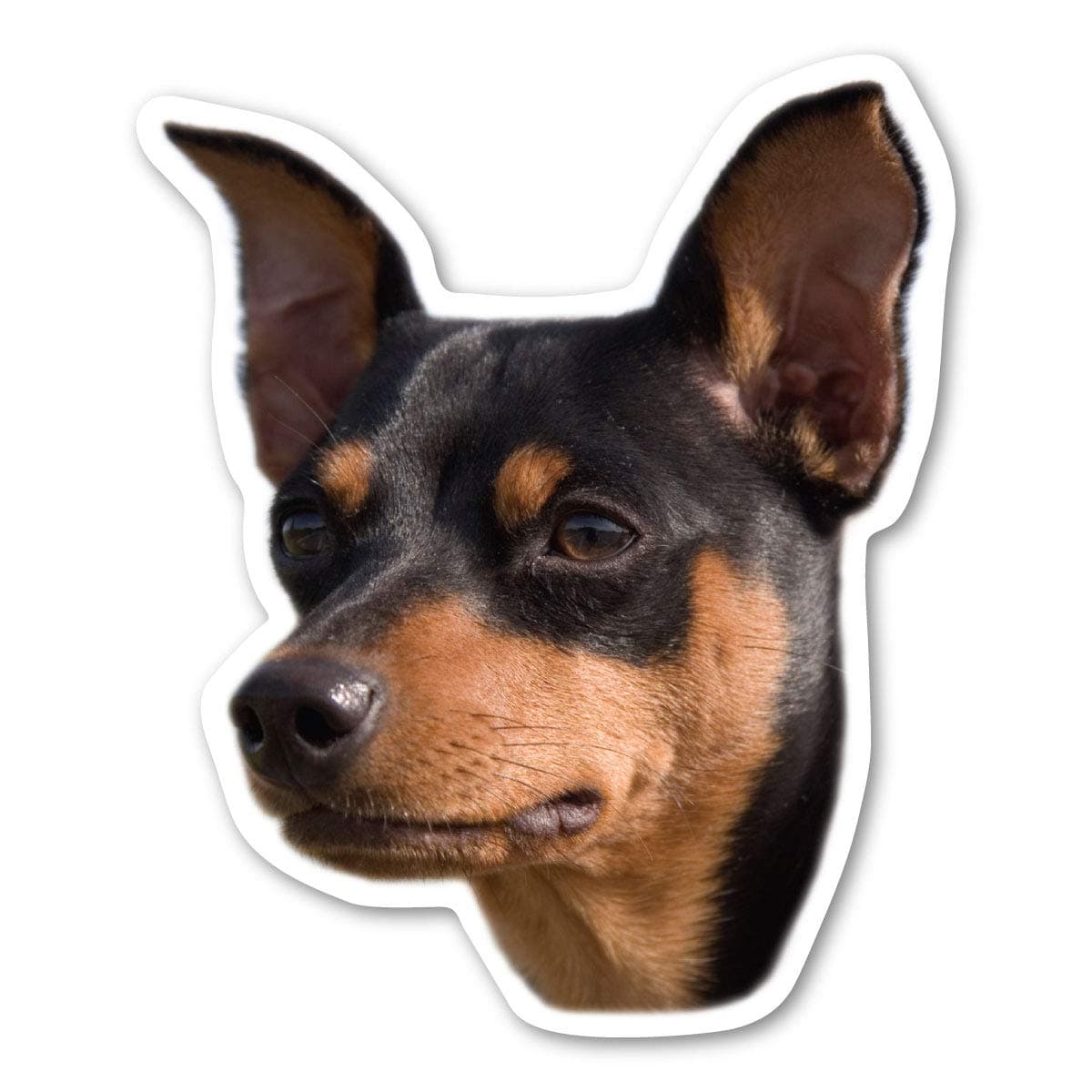 Magnet AmericaMiniature Pinscher Dog is 4.875" x 4" Made for Vehicles and Refrigerators