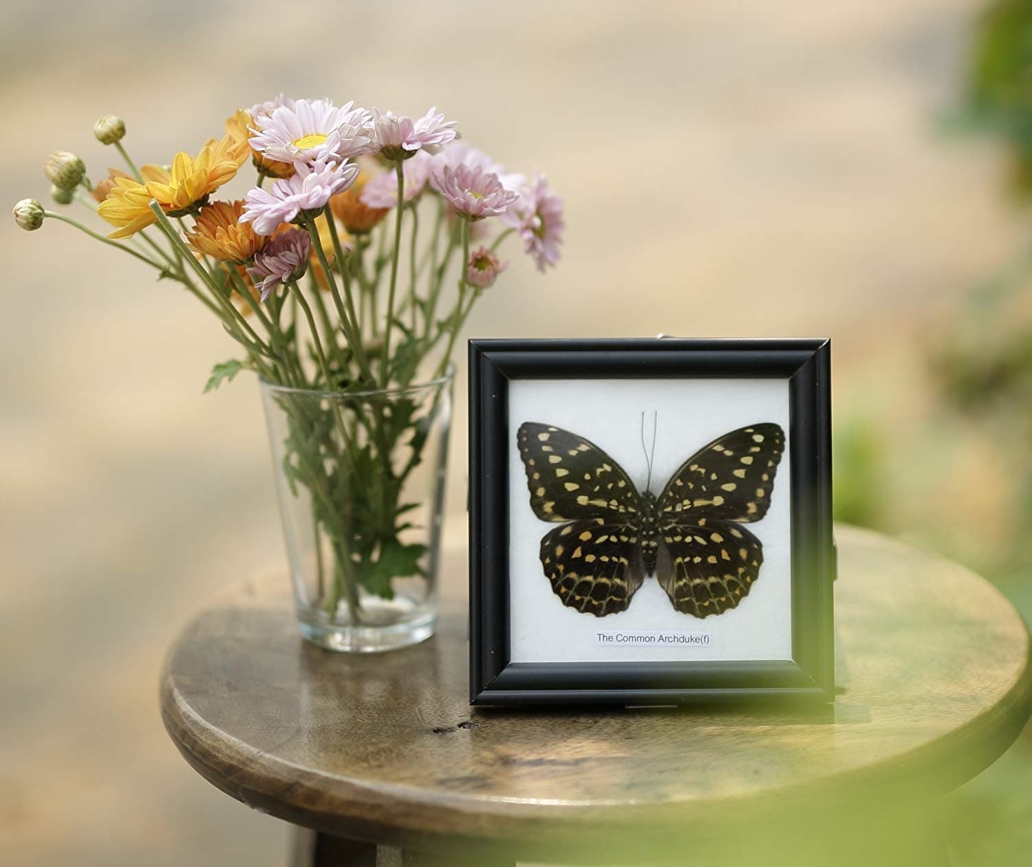 The Common Archduke (F) Butterfly (Lexias pardalis) | Framed Beautiful Butterfly Wall Decor | Unique Taxidermy Collectables | 12 x 12 cm