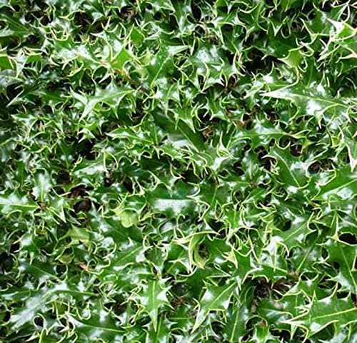 5 x Ilex Aquifolium (English Holly) 30-40cm in 9cm pot (a273)