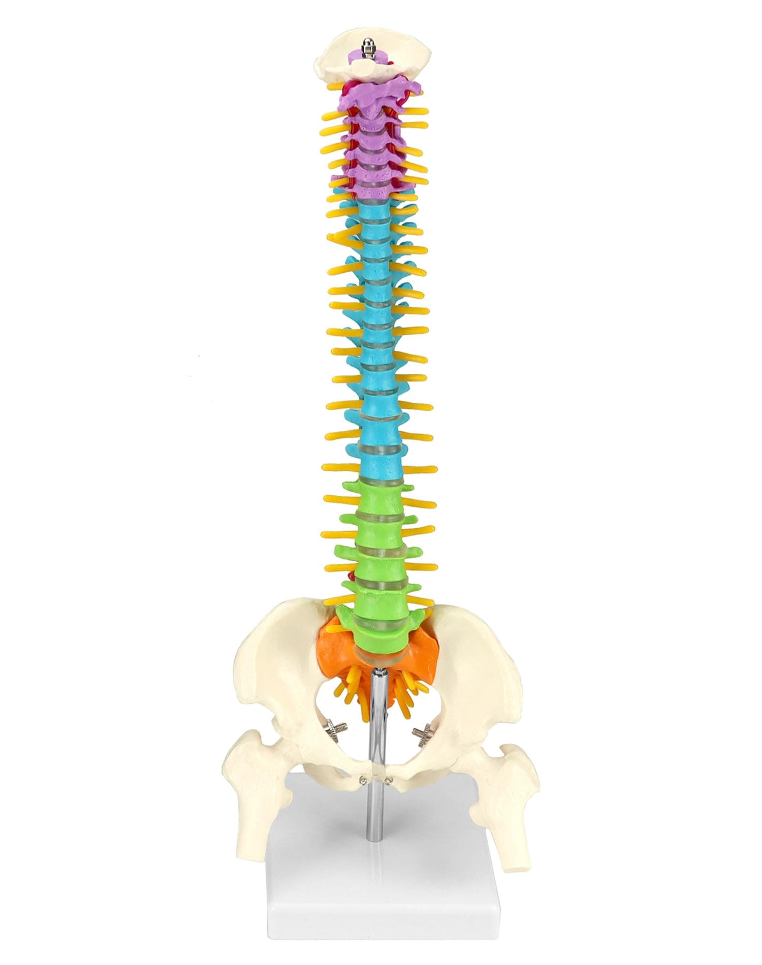 QWORK® Flexible Human Spine Model with Spinal Nerves Pelvis and Thighs, Vertebral Column Anatomical Model for Medical Learning Researching Display, 45 cm / 18"