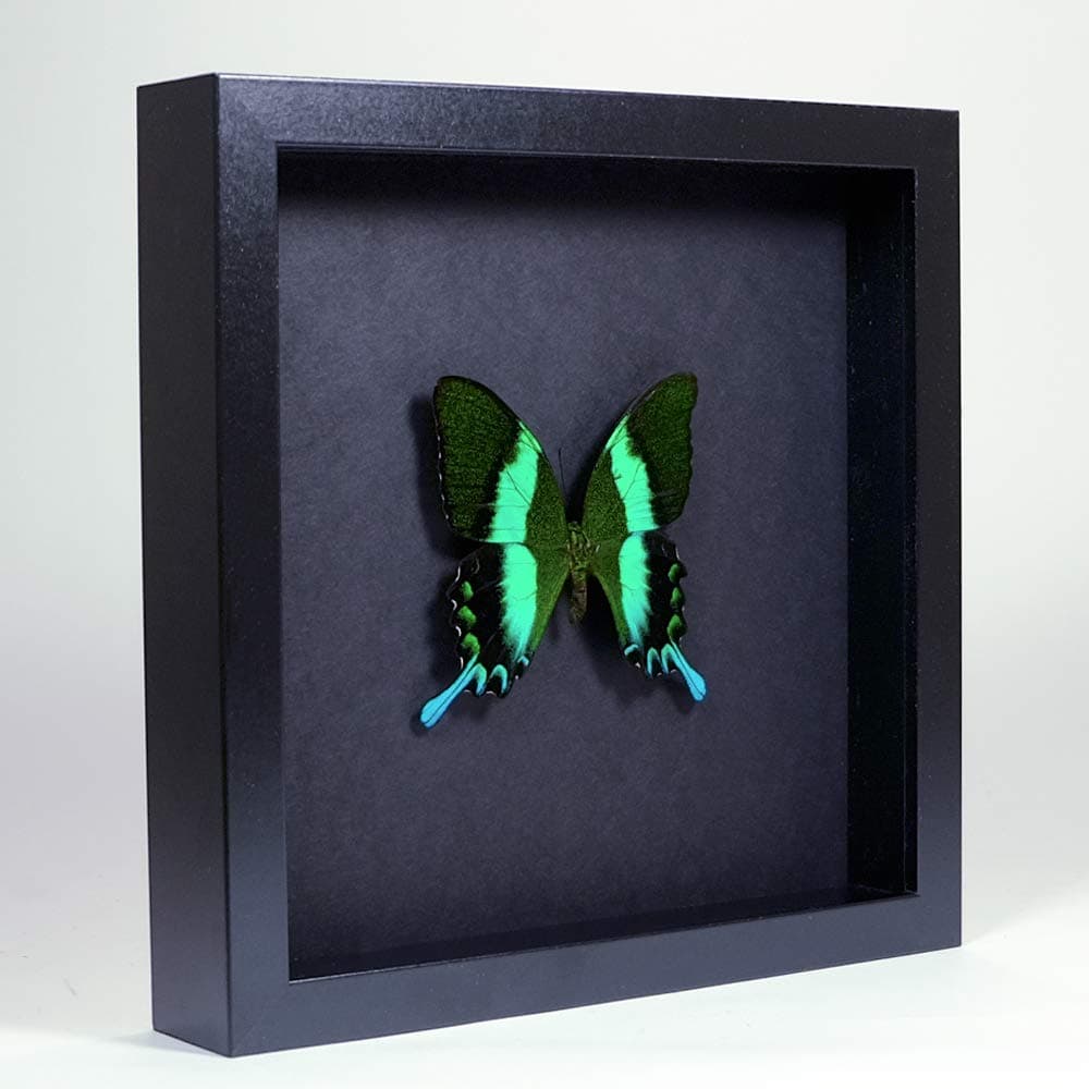 De Museumwinkel.comPapilio blumei – The Green Swallowtail – Real Taxidermy Butterfly Mounted Under Glass in Handmade Elegant Black Wooden Frame