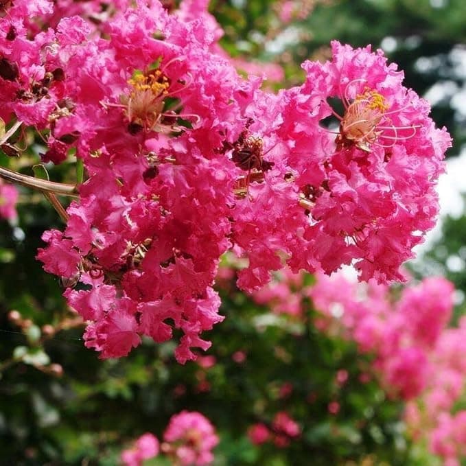Oxygeen Furush Pink Colour Live Plant Crepeflower ZZ Sawani Jarul Crepe Myrtle Lagerstroemia Indica Flower 1.5 ft