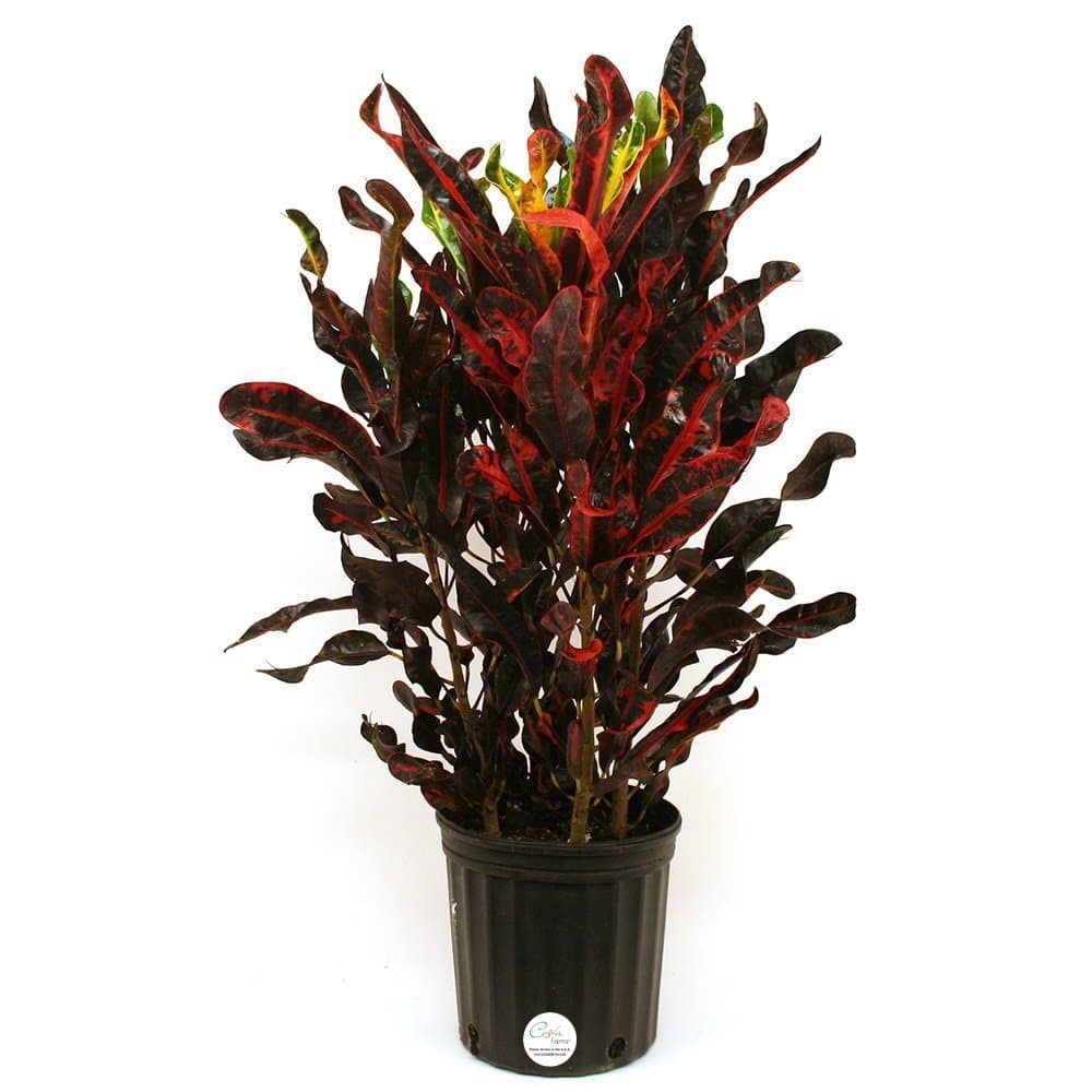Costa Farms Croton Red Mammey Live Indoor Floor Plant in 8.75-Inch Grower Pot
