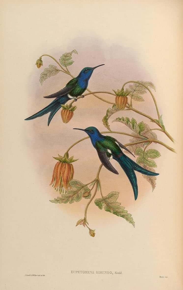 Wall Art Print Art Painting Artwork Famous Animal Bird Eupetomena Hirundo Eupetomena Macroura Hirundo by John Gould for Living Room 60x90cm