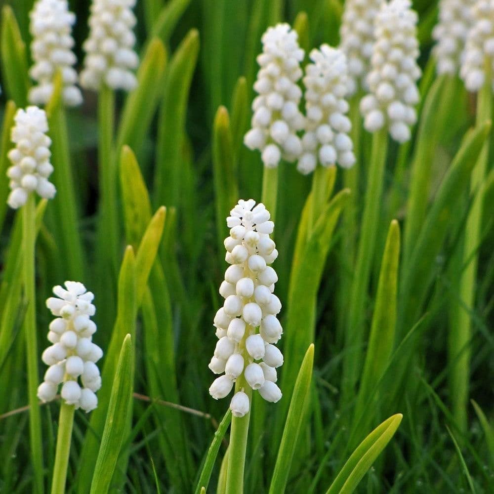 Muscari Grape Hyacinth 'Album' (Muscari armeniacum) Size 6/+ cm, Bulbs for Planting, Open Pollinated, Heirloom, Non-GMO, Bulbous Perennial, Carpet in Vivid Blue (20 Bulbs)