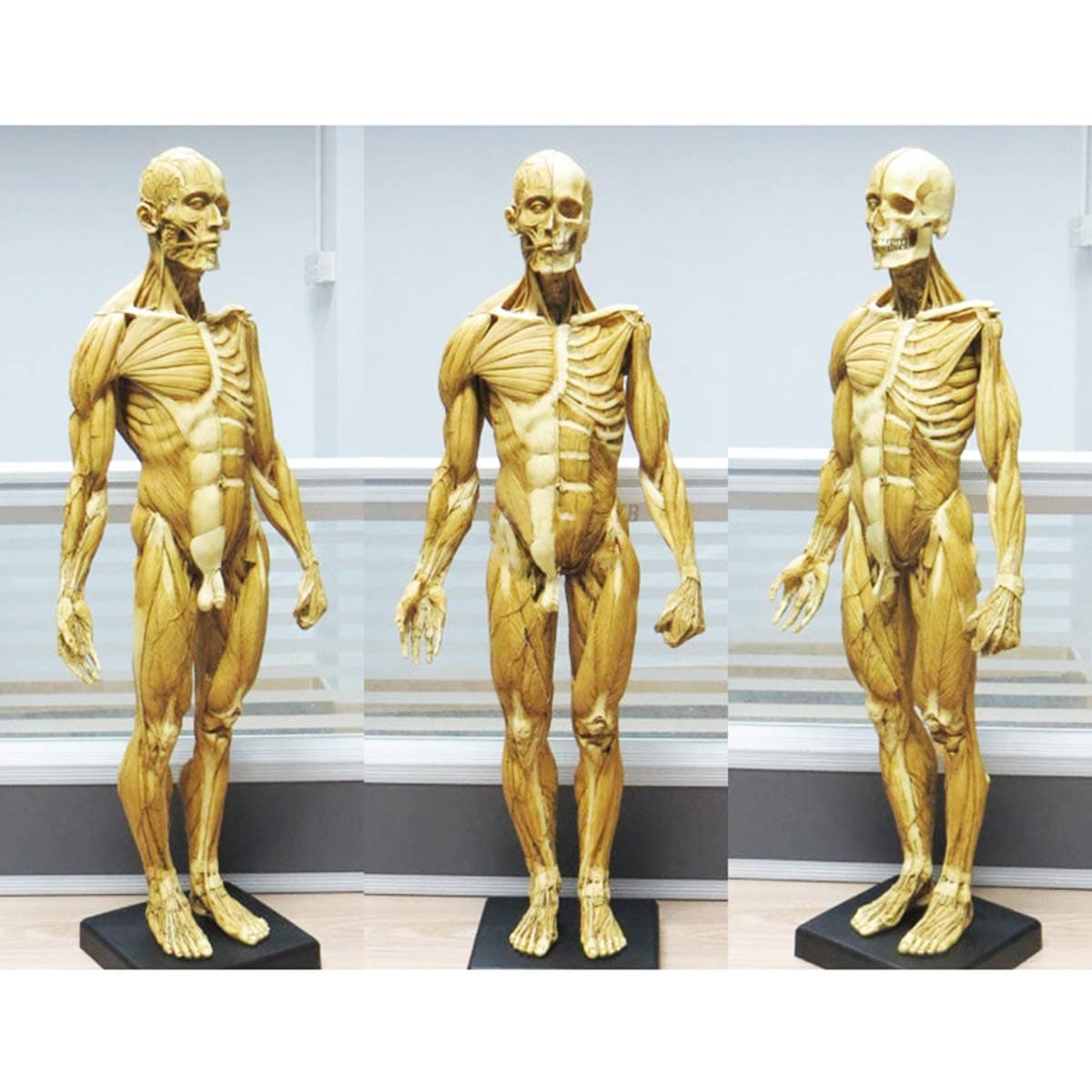 SHUAI 23.6 Inch/60Cm Male Anatomy Figure Human Muscle Skeleton Anatomical Model Painting Sculpture Anatomical Reference for Artists