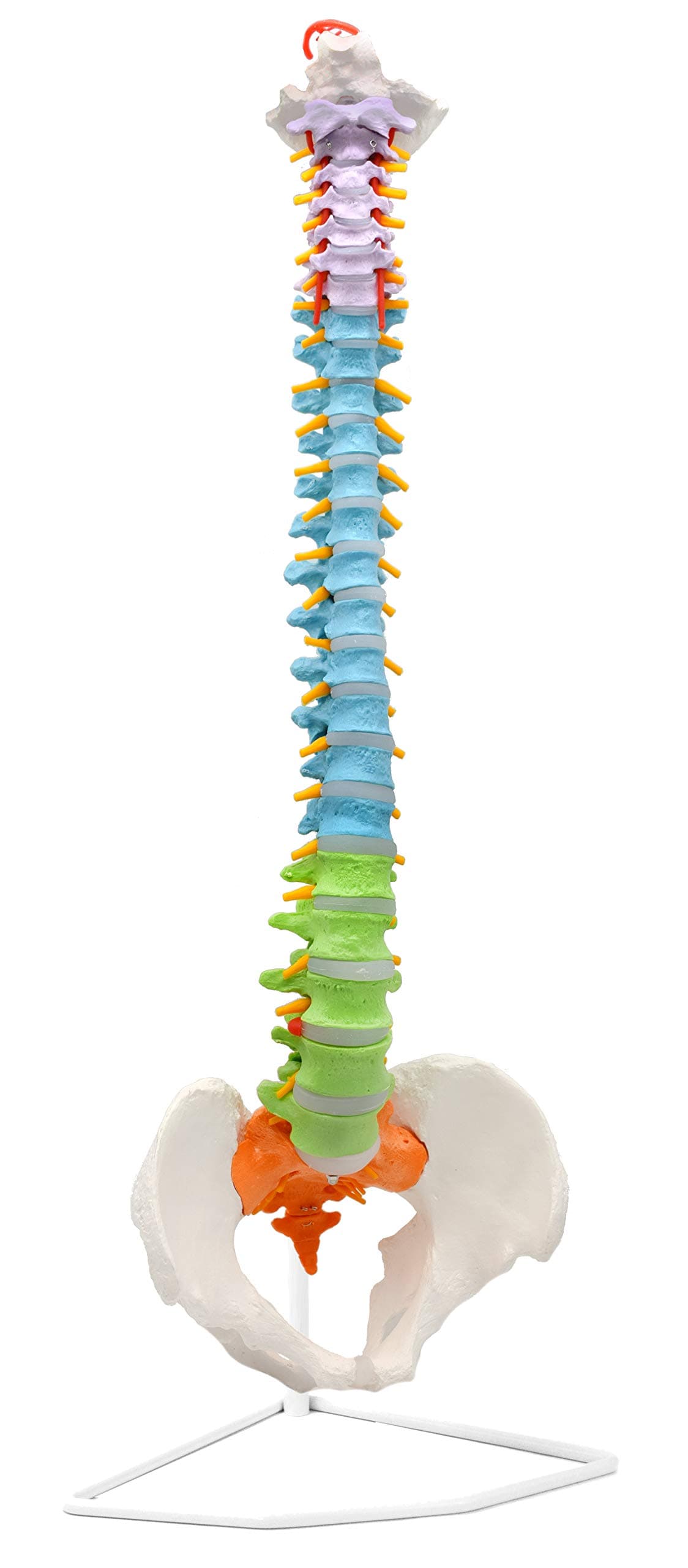 hBARSCI Flexible Human Spine Model with Pelvis - Color Coded Cervical, Thoracic & Lumbar Vertebrae - Life Sized, 31.5" Tall - Medical Quality for Chiropractors