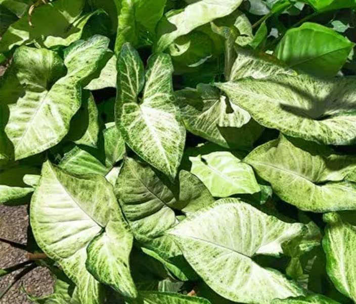 Air Purifier Live Green Syngonium/Arrowhead Vine Indoor Plants - 1 No