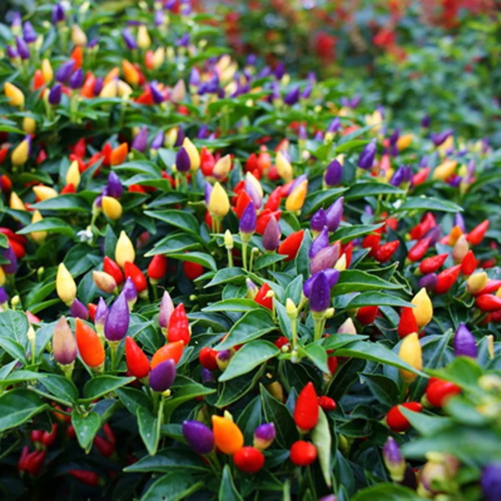 50pcs Pepper Ornamental Floribela Plant Seeds