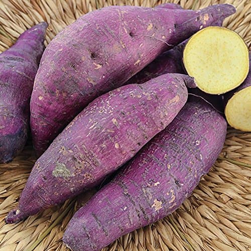 3 Sweet Potato Plants/Slip - Murasaki Purple, Japanese Potato, Yolk
