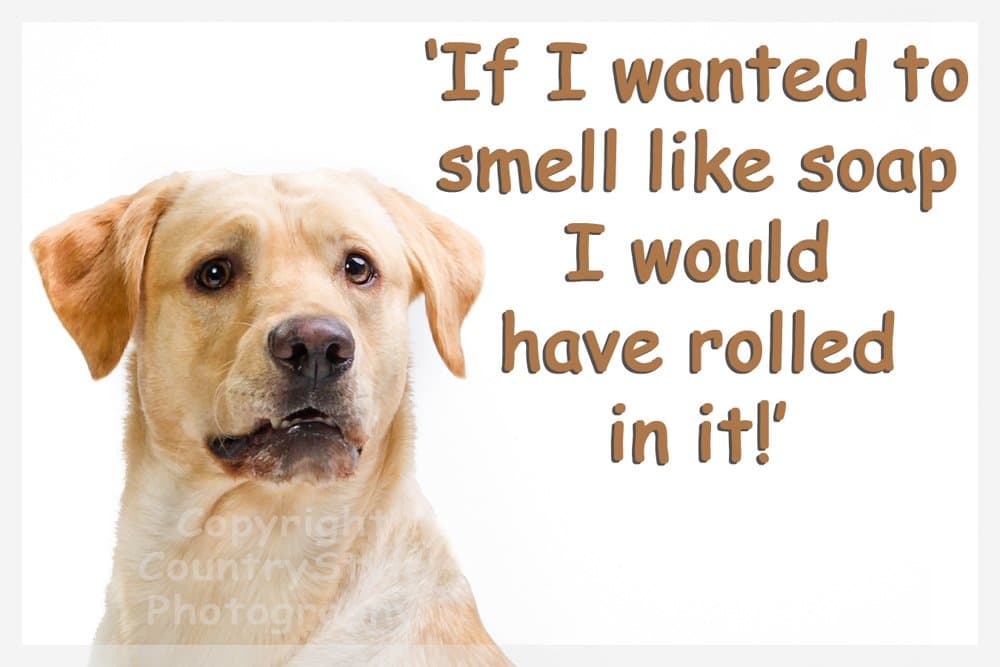 Golden Yellow Labrador Dog Funny Fridge Magnet Lab Gift