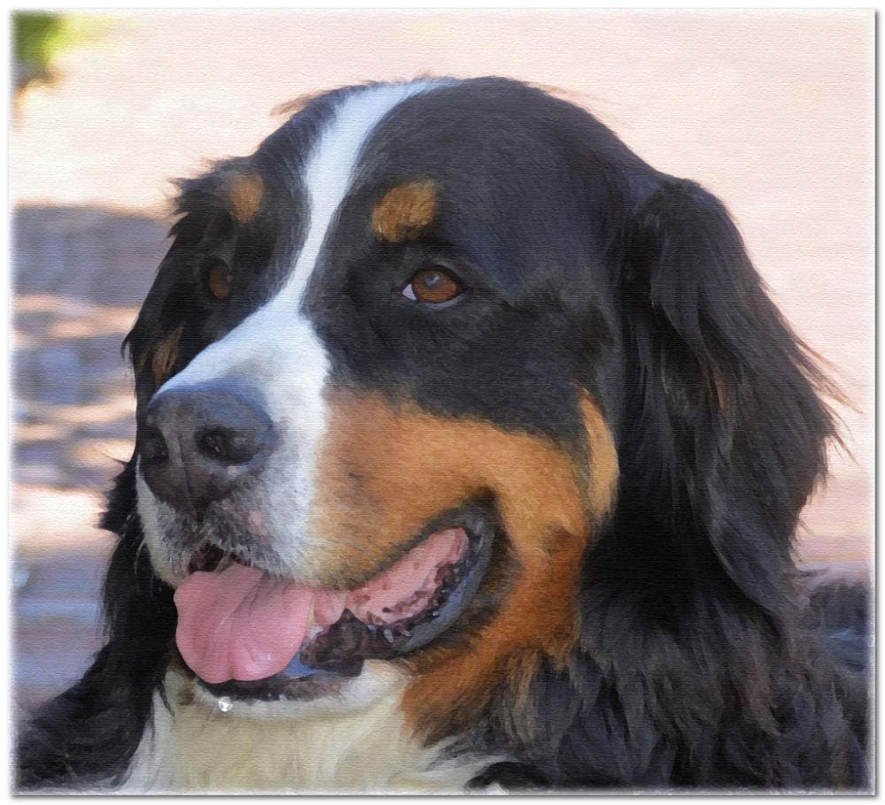 Bernese Mountain Dog Pet Dog DIY Paint by Numbers for Adults DIY Oil Painting Paint by Number Kits