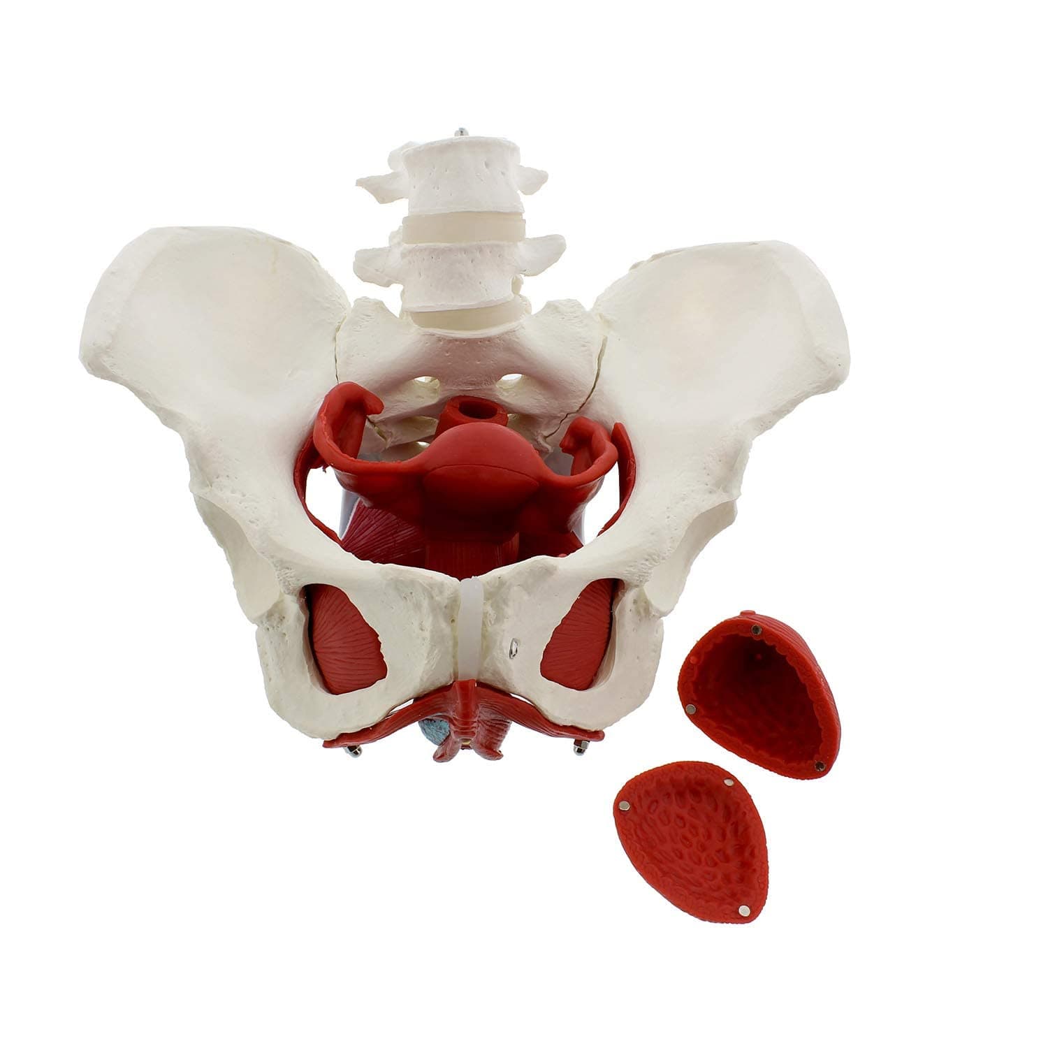 UIGJIOG 3D Female Pelvic Floor Model Pelvic Model 6Pc Life Size Pelvis Anatomical Model Female Pelvic Model with Muscles for Anatomy Bone Model for Displaying in Classrooms And Doctor'S Offices