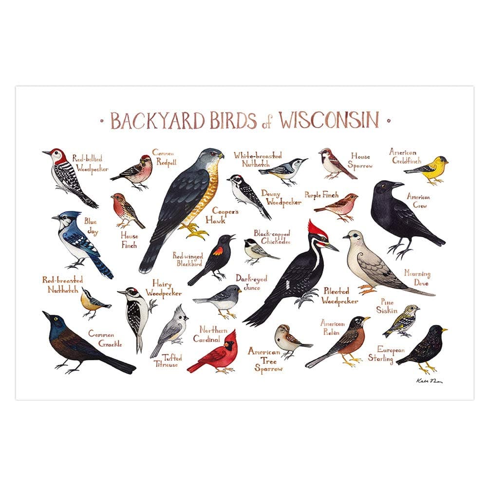 Backyard Birds of Wisconsin Field Guide Art Print