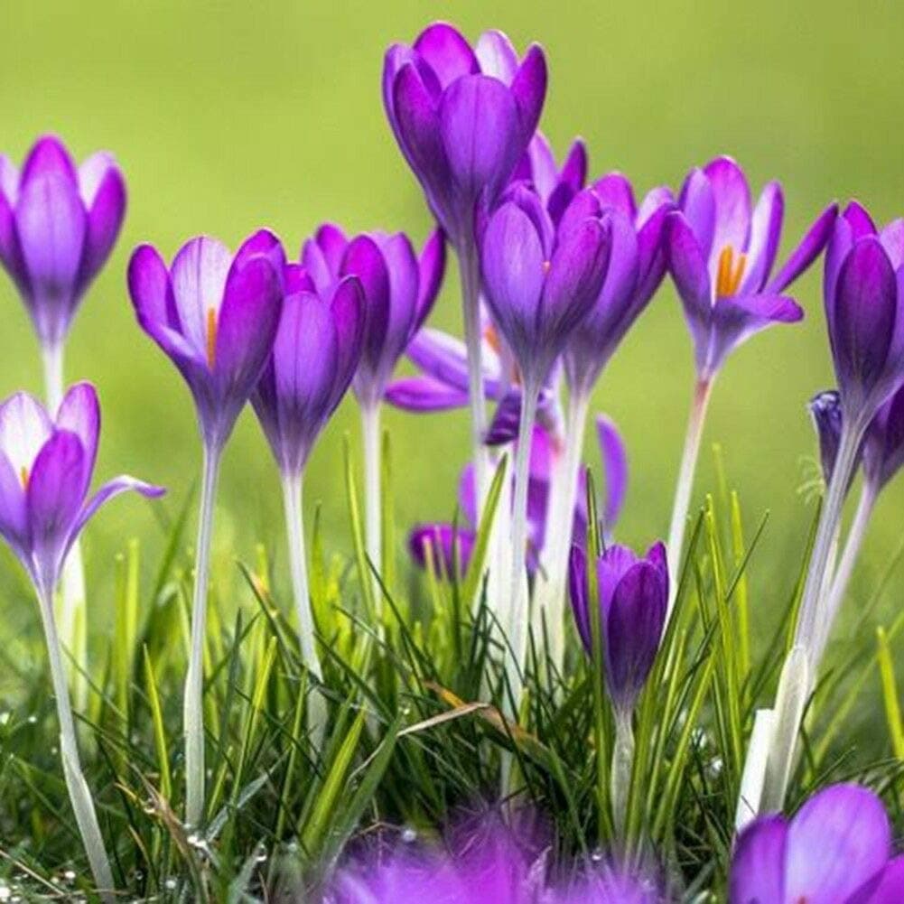 yongqxxkj 100Pcs Saffron Crocus Seeds,Seeds for Gardening Flowers/Vegetable,Natural Ornamental Planting,Easy Grow Tree Flower Planting Seeds Garden Potted Plants Decor
