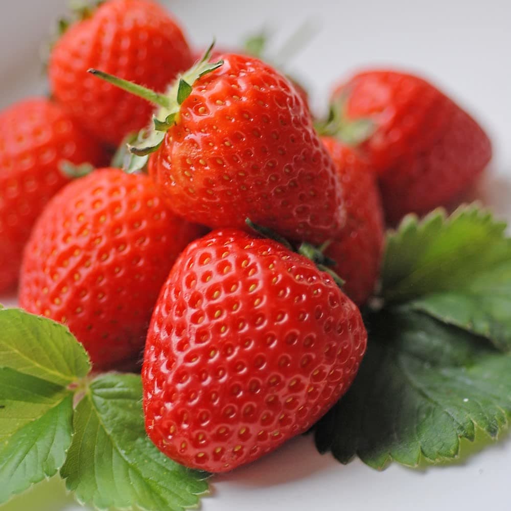 Strawberry Malling Centenary Patio Garden Hardy Flowering Perennial Juicy Fruit, Rich Flavour 6X Bare Roots by Thompson and Morgan (6)