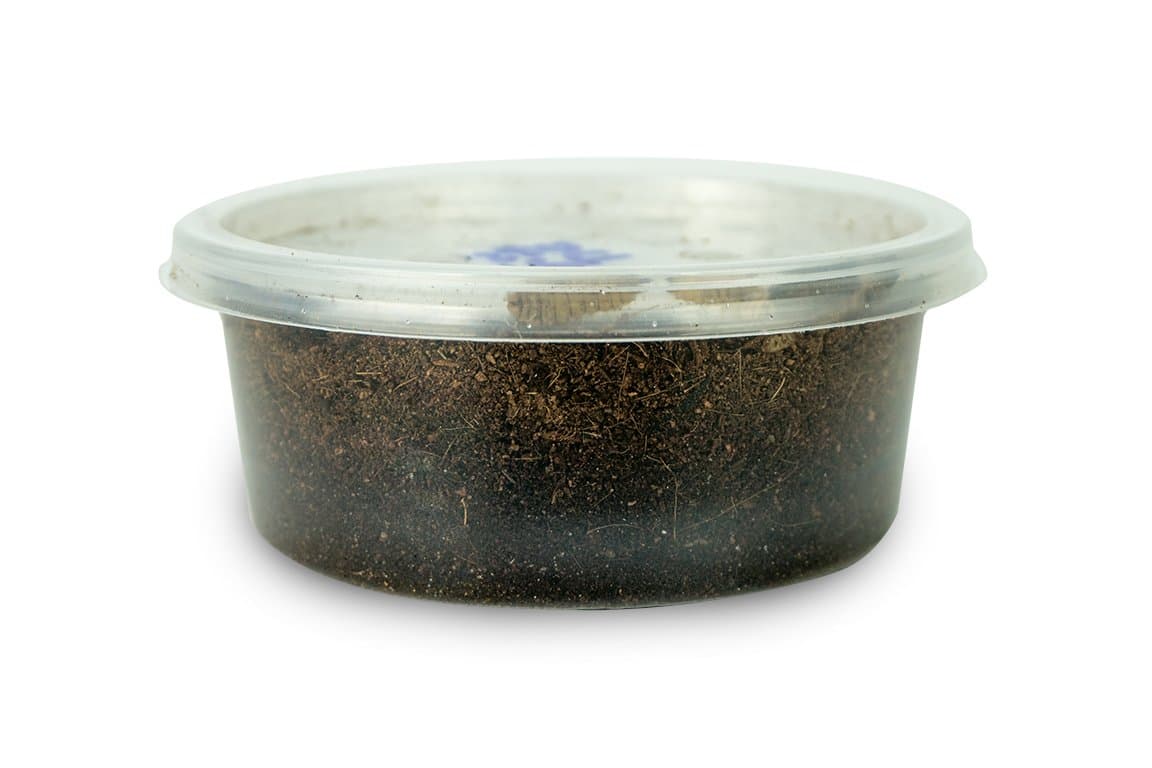 Josh's Frogs Black Soldier Fly Larvae (250 Count - Large)