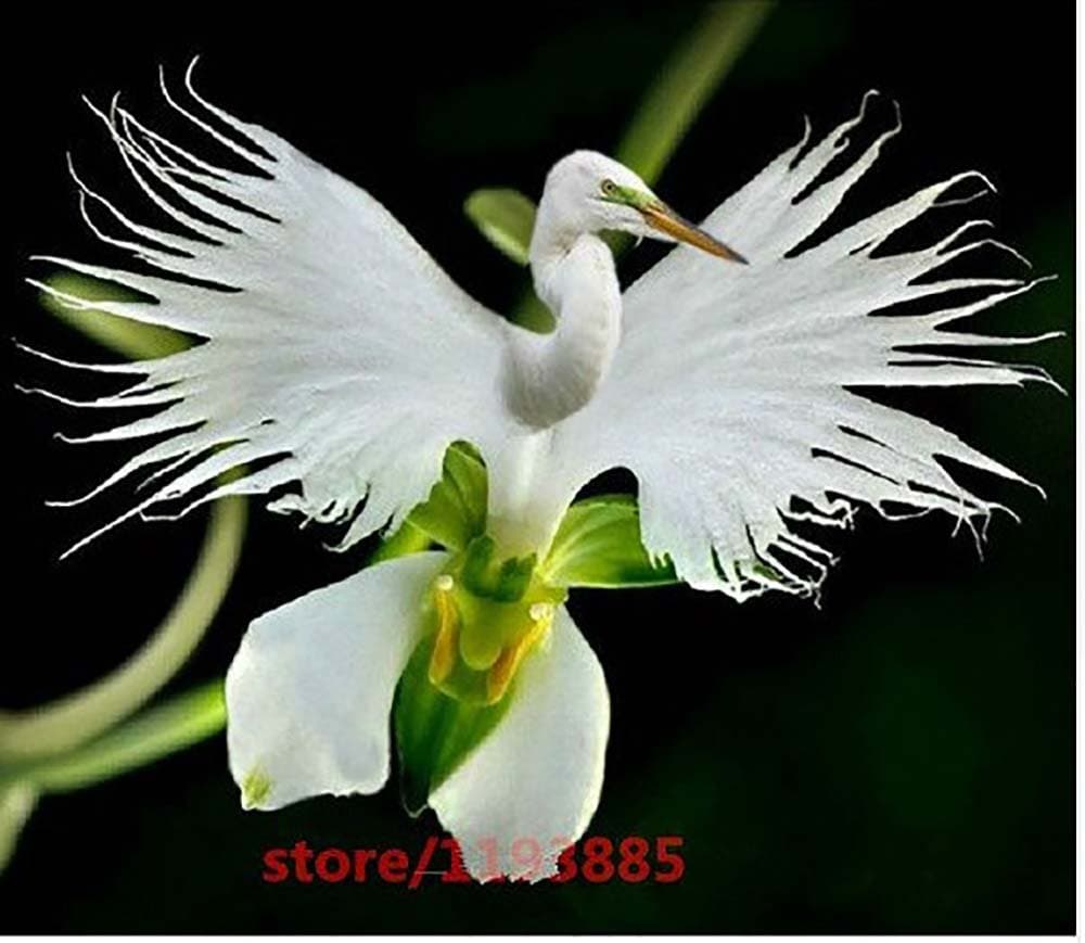 Beautiful seeds # # Hot Selling 100pcs/bag Japanese Radiata Seeds White Egret Orchid Seeds World's Rare Orchid Species White Flowers Orchidee for Garden & Home