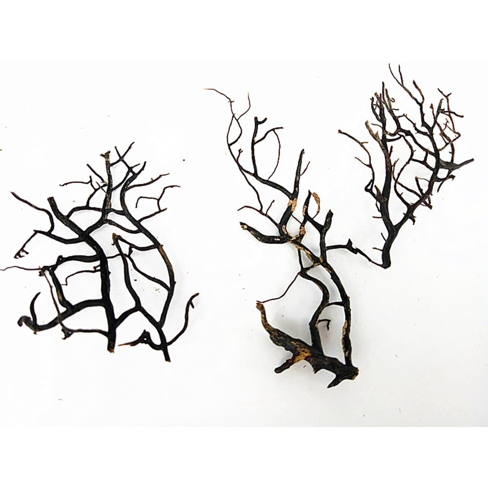 A Little Black Sea Fan Real Sea Coral Fan Marimo Kit Terrarium Accessories Fish Aquarium DecorationMedium