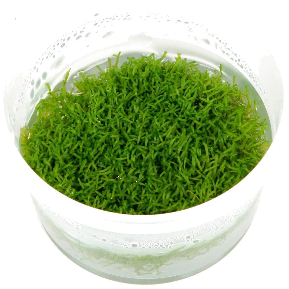Riccia fluitans 1-2-GROW!
