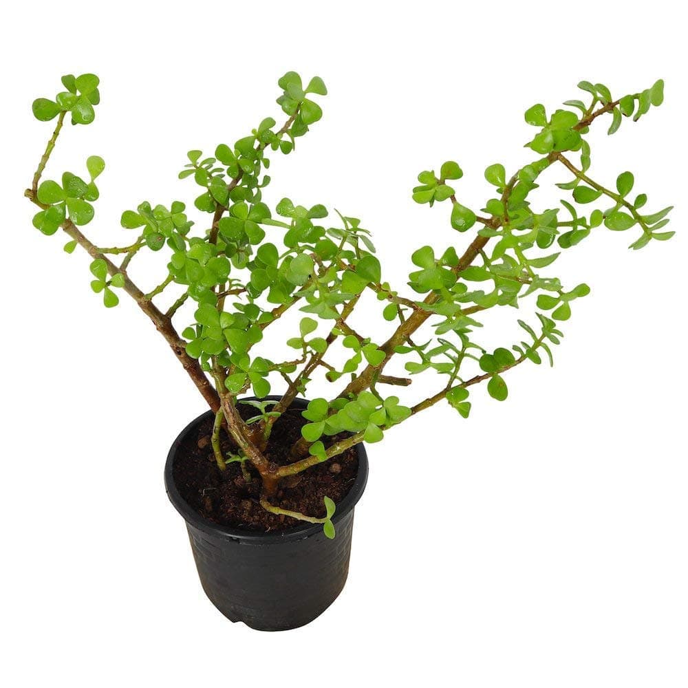 Seedlings India India Succulents Crassula Ovata, Jade Plant Live Plant"