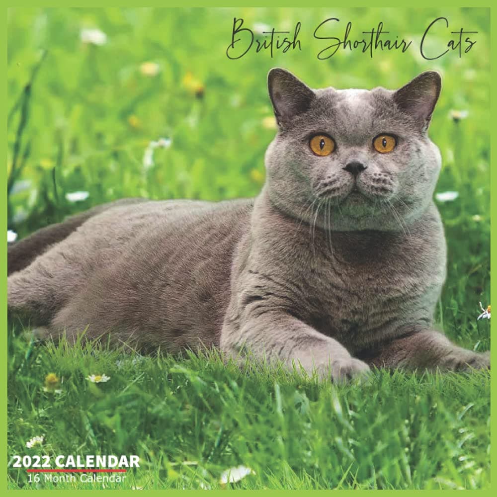 British Shorthair Cats Calendar 2022: Official British Shorthair Cat Breed Calendar 2022, 16 Month Calendar 2022