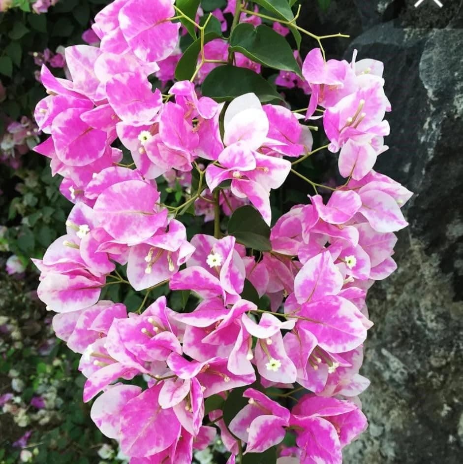 Manju Nursery Delight Bougainvillea Flower Plant BOUGAINVILLEA x buttiana 'Thai Delight' for Home Garden Pack of 1 Without Pot