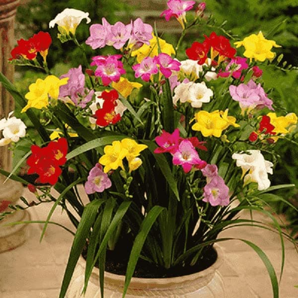 Freesia Flower Bulbs Double Mix Color Hybrid Flower Seeds for Home Gardening & All Season (200 Bulbs) By Zabbus