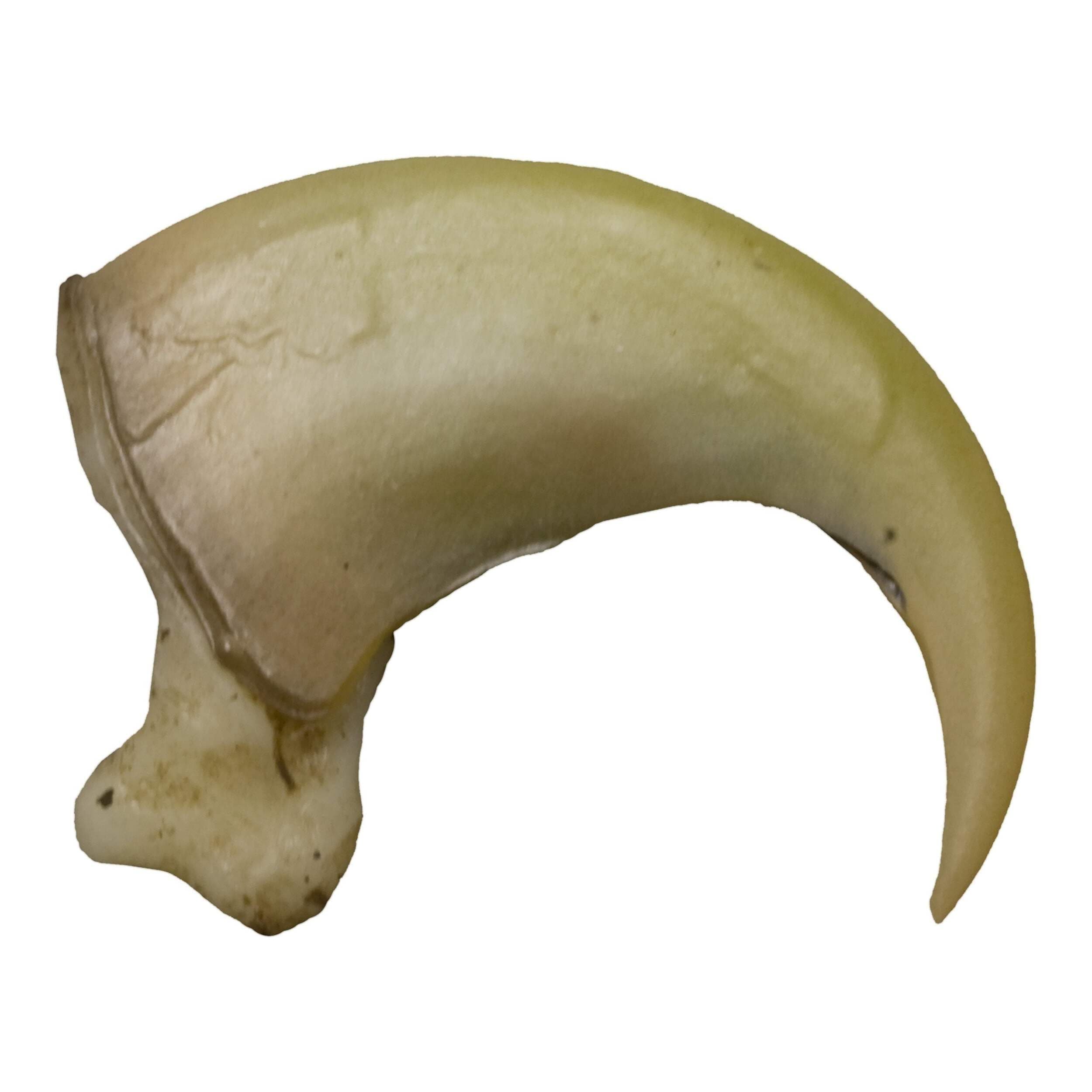 Skulls Unlimited Canadian Lynx Claw (4.5cm) (Museum Quality Replica)