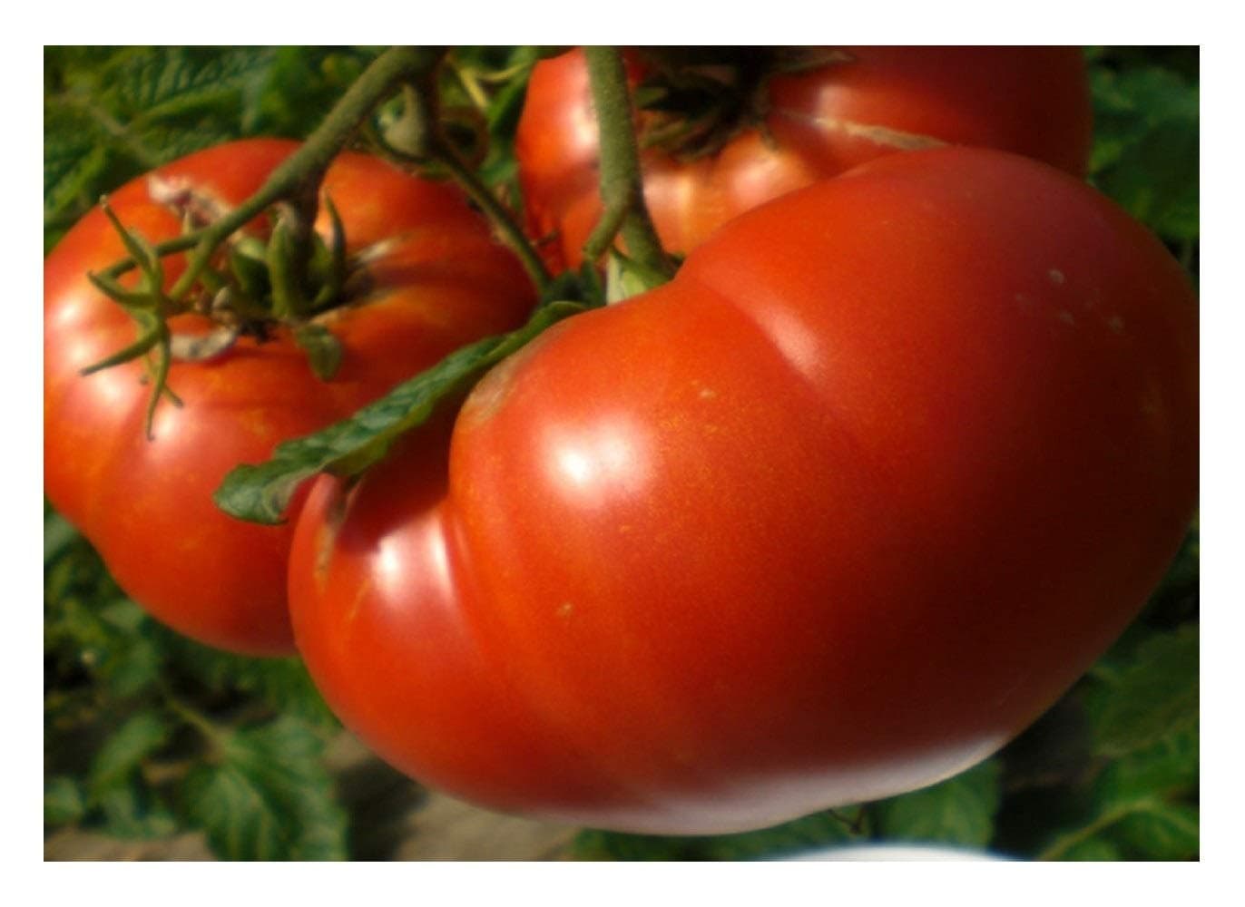 Premier Seeds Direct Tomato-Beefsteak-Mortgage Lifter-80 Finest Seeds-Organic, ORG248