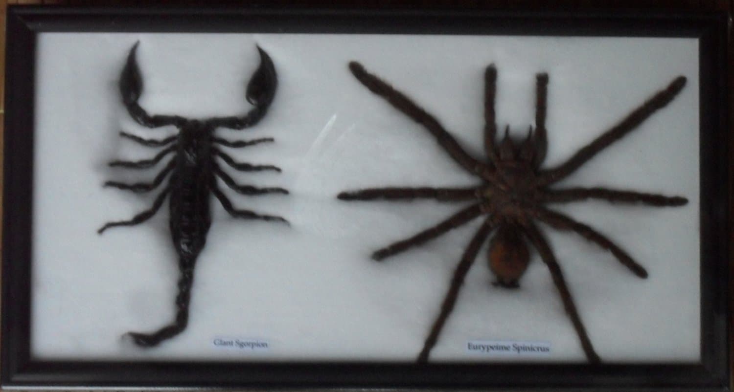 Real spider scorpion gift Taxidermy in frame