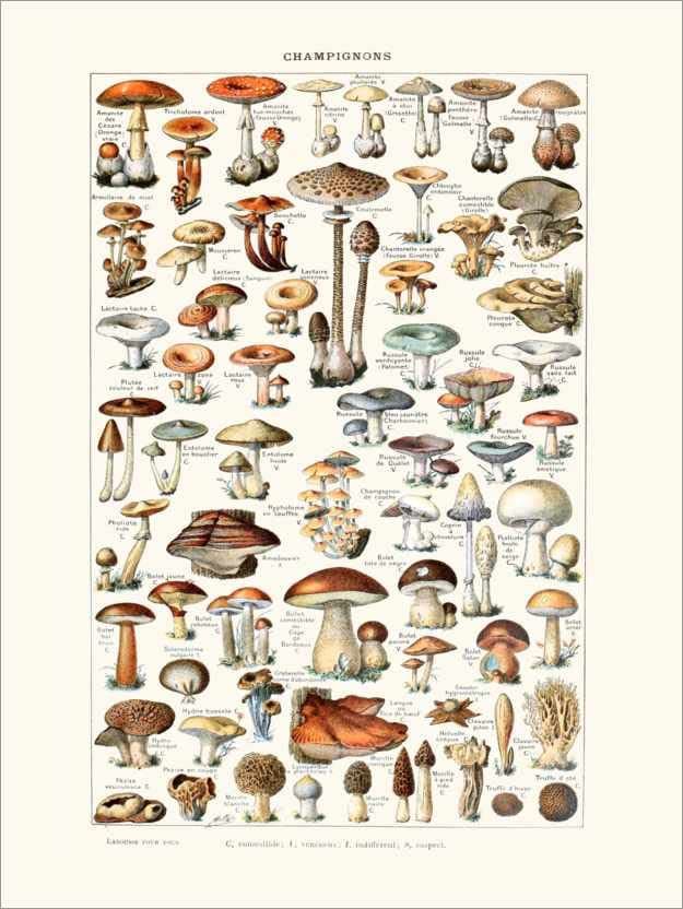 Posterlounge Mushrooms french vintage botanical plate Acrylic print by Patruschka Wall Art for every room 30 x 40 cm Illustrations Wall Decor