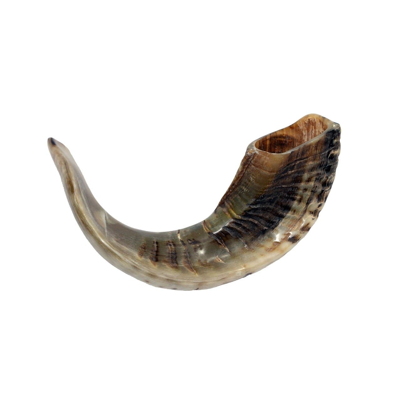 SALE Kosher Black Rams Ram Horn Natural Shofar From Israel Chofar Made in Israel size Between 14-16" (One Pack)